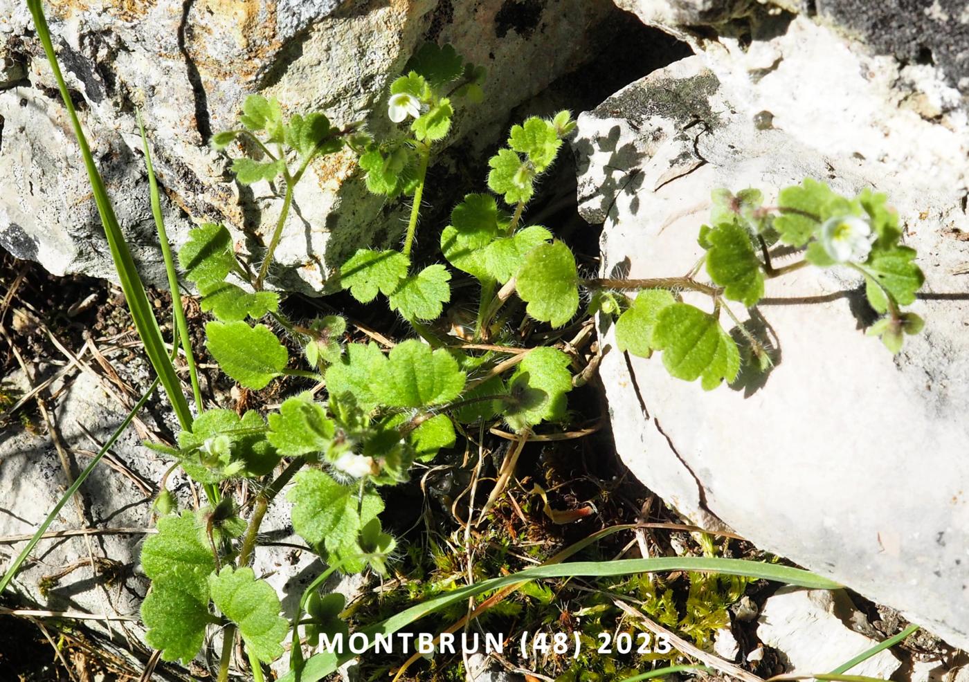 Speedwell, Pale plant